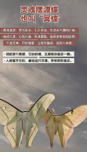 灵魂摆渡蝶.jpg